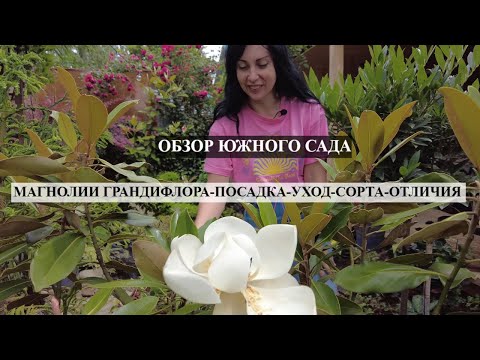 Видео: Обзор моего экзотического сада в июне / МОЯ МАГНОЛИЯ ГРАНДИФЛОРА (сорта,отличия)/ цветущий ЮЖНЫЙ САД