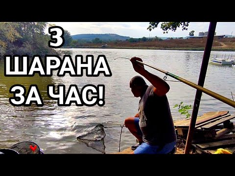 Видео: РИБОЛОВ НА ШАРАНИ! ЦЯЛО ЛЯТО ЧАКАХ ТОЗИ МОМЕНТ! ВКАРА МИ ВЪДИЦАТА В ЯЗОВИРА, НО УСПЯХ ДА ГО ХВАНА...