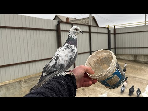 Видео: Кто круче ?? Игровые Голуби Самарканда / Ирана / Азербайджана / Казахстана ?