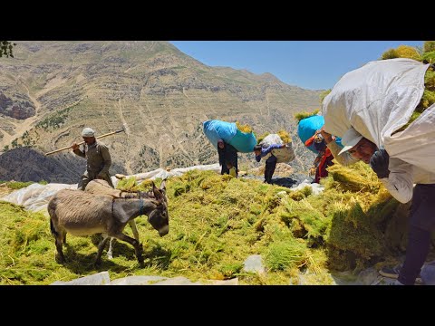 Видео: ИРАН Кочевая жизнь |  сбор корма для овец и трудные дороги |  Кочевой образ жизни Ирана