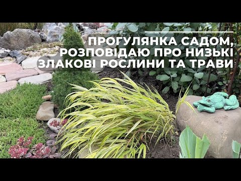 Видео: Прогулянка садом, розповідаю про низькі злакові рослини та трави