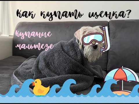Видео: КАК КУПАТЬ ЩЕНКА? КУПАНИЕ МАЛЬТЕЗЕ