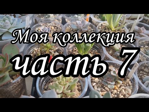 Видео: Обзор. Моя коллекция суккулентов (часть 7) #succulent
