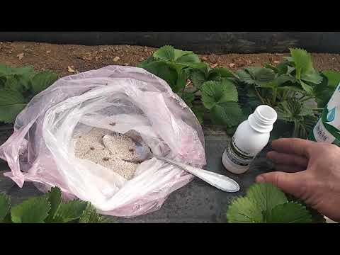 Видео: Первая подкормка. Профилактика по листу