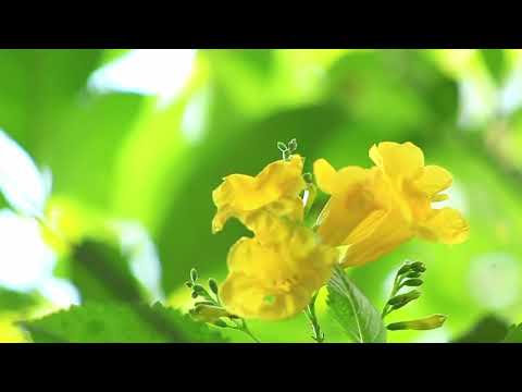 Видео: ЧИНИЙ ЗОВЛОН ХЭДЭН НАСТАЙ ВЭ?