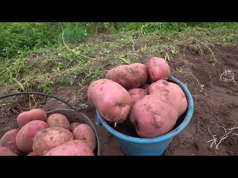 Видео: копаем картофель 30.08.22 г.