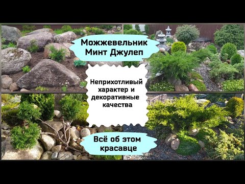 Видео: Можжевельник Минт Джулеп.Всё об этом красавце.