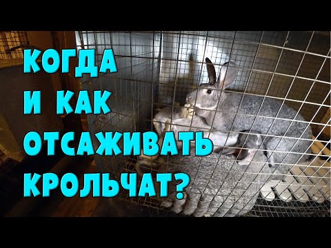 Видео: Когда и как отсаживать крольчат от матери