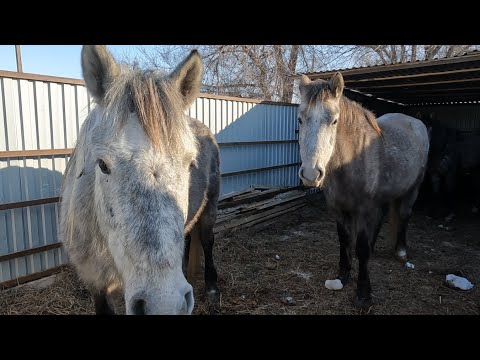 Видео: Жылқылар үйде тұрғанына 2 жеті болды