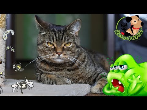 Видео: Чем можно заразиться от домашних животных, собак и кошек?