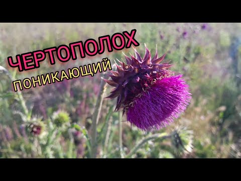 Видео: ЧЕРТОПОЛОХ ПОНИКАЮЩИЙ - ПОЧИСТИТ КРОВЬ, СОСУДЫ ВЫЧИСТИТ И ВЫЛЕЧИТ ВАМ ПЕЧЕНЬ.