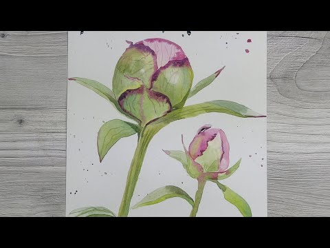 Видео: Как нарисовать бутон ПИОНА акварелью. Очень подробный простой урок.