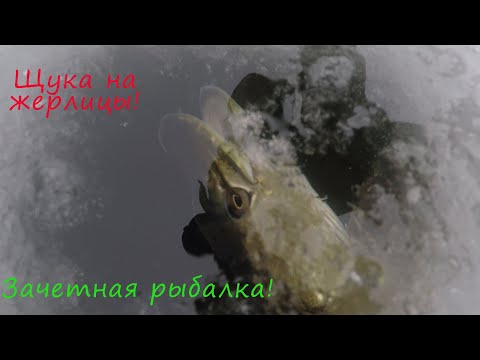 Видео: Ловля щуки на жерлицы зимой 2021-2022 !!! ЩУКА ломает жерлицу!!! Оторвались по полной!