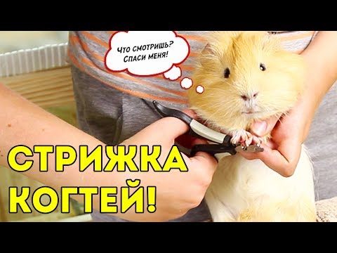 Видео: ТОЛИК ПОХУДЕЛ?! СТРИЖКА КОГТЕЙ У МОРСКИХ СВИНОК / SvinkiShow