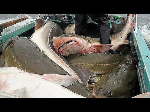 Видео: Осетры нижнего Амура, Борьба с браконьерами на Амуре . 2 часть
