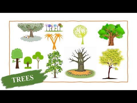 Видео: ДЕРЕВЬЯ на английском ||Английские слова на все случаи жизни ч.1.