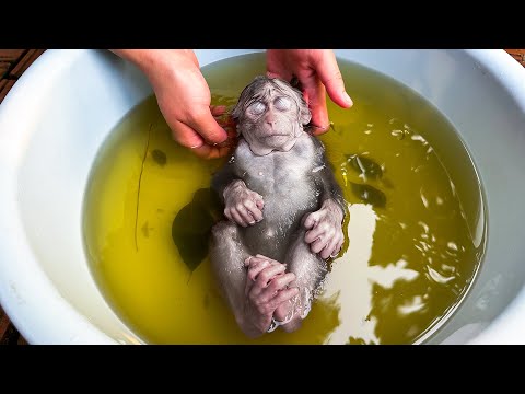 Видео: Почему мама купает Каки в травяных листьях каждый день?