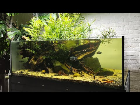 Видео: Цихлазома чернополосая.