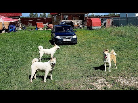 Видео: Прибыли с открытия охоты