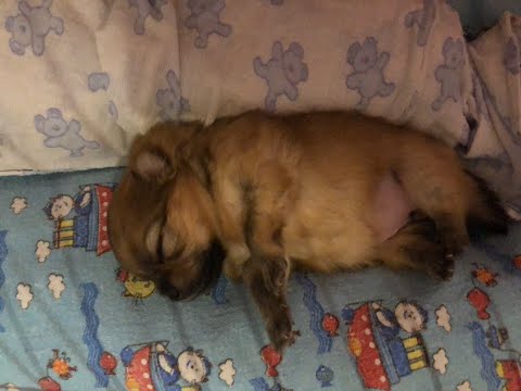 Видео: Щенкам шпица 1 неделя, взвешивание, уборка в манеже