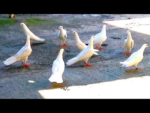 Видео: Пошла болезнь у голубей + Свет + Как правильно гонять голубей. Pigeons