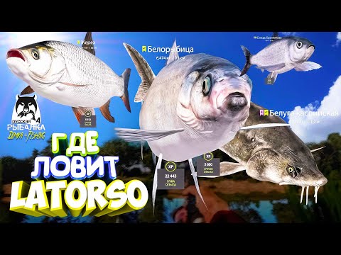 Видео: Русская рыбалка 4.🎣🦈 р. Ахтуба 🐋🐟🐬🐋💦 ГДЕ ЛОВИТ LATORSO 👀