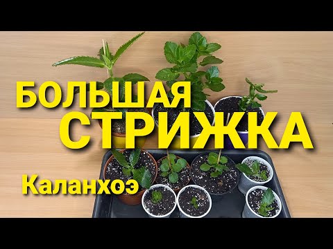 Видео: Глобальная обрезка, стрижка, пересадка КАЛАНХОЭ