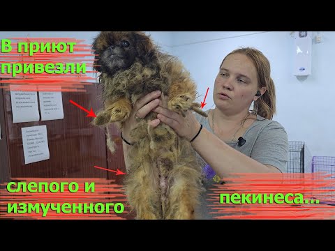 Видео: Слепой и глухой он медленно умирал на озере