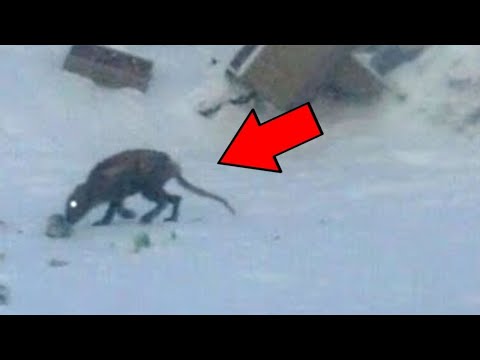 Видео: ОН ПОЙМАЛ ЧУПАКАБРУ! Страшные Видео и Страшилки