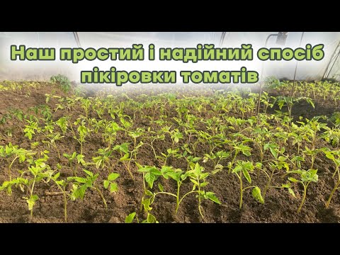 Видео: Простий і надійний спосіб пікіровки томатів