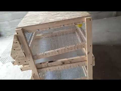 Видео: Бодоно клеткасы.