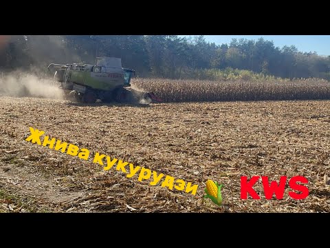 Видео: Жнива кукурудзи 🌽від  KWS‼️2024‼️ комбайн CLAAS LEXION 580