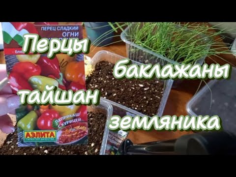 Видео: ПЕРЦЫ, БАКЛАЖАНЫ, ТАЙШАН И ЗЕМЛЯНИКА