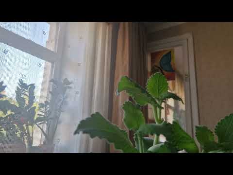 Видео: Мы создали страну СОВЕТОВ.
