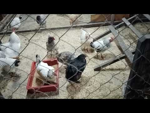 Видео: Как решена проблема с 14 часовым световым днем для кур.