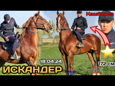 Видео: ИСКАНДЕР Камбарга келди