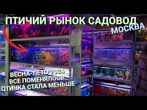 Видео: ПТИЧИЙ РЫНОК САДОВОД МОСКВА (ВЕСНА-ЛЕТО 2024) l ВСЕ ПОМЕНЯЛОСЬ l ПТИЧИЙ РЫНОК СТАЛ МЕНЬШЕ: ПОЧЕМУ?