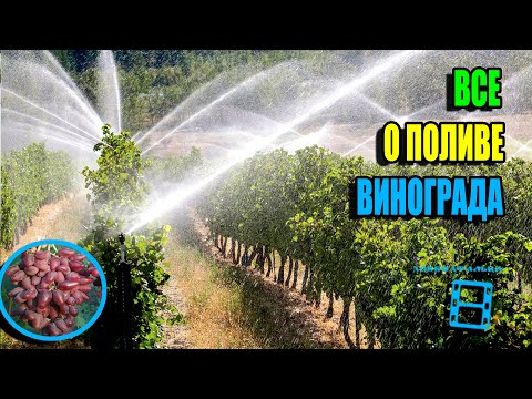 Видео: РУКОВОДСТВО ПО ПОЛИВУ ВИНОГРАДА В ТЕЧЕНИЕ ВСЕГО СЕЗОНА. СЕВЕРНЫЙ ВИНОГРАДНИК 25-26