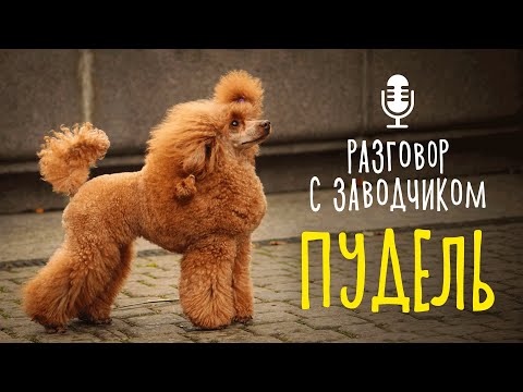 Видео: Разговор с заводчиком: пудель // всё о породе / собака породы пудель