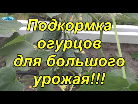 Видео: Огурцы- подкормка для БОЛЬШОГО урожая!