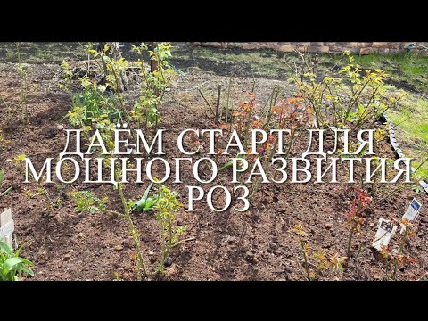 Видео: Розы . Не упустите время и Ваши розы будут всем на зависть хороши!!! 🌹🌹🌹