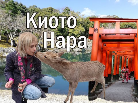 Видео: НАРА и КИОТО: олени, Фусими Инари, Арашияма и кимоно