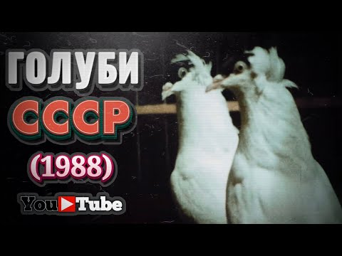 Видео: Голуби СССР. Голубиная охота (1988). Документальный фильм