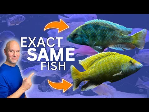 Видео: Нимбохромис ВЕНУСТ | Профиль африканских цихлид