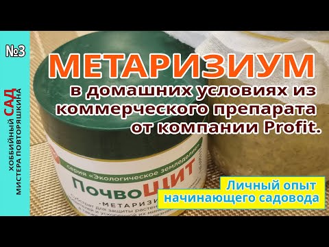 Видео: Выращивание Метаризиума в домашних условиях из коммерческого препарата от компании Profit. Мой опыт.