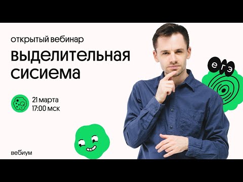 Видео: Выделительная система человека | Строение и функции | ЕГЭ по биологии 2021