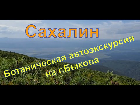 Видео: Ботаническая автоэкскурсия на гору Быкова. В поисках Рододендрона золотистого (Rhododéndron auréum)