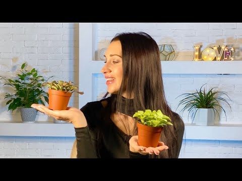 Видео: ФИТТОНИЯ УХОД СОДЕРЖАНИЕ ПРОБЛЕМЫ ВЫРАЩИВАНИЯ#фиттония#fittonia#комнатныецветы#комнатныерастения