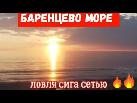 Видео: БАРЕНЦЕВО МОРЕ 🌊                           РЫБАЛКА НА СИГА СЕТЯМИ !