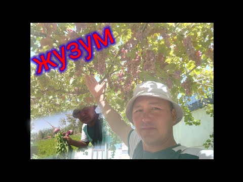 Видео: жузум#таджикистан#шахритуз 12 сентября 2024 г.